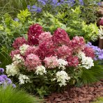 Hortenzia metlinatá (Hydrangea paniculata) ´GROUNDBREAKER® RUBY´ by LIVING CREATIONS®´ - výška 10-20 cm, kont. C2L